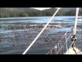 Sea Otters Video