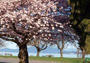 Tree with spring blossums